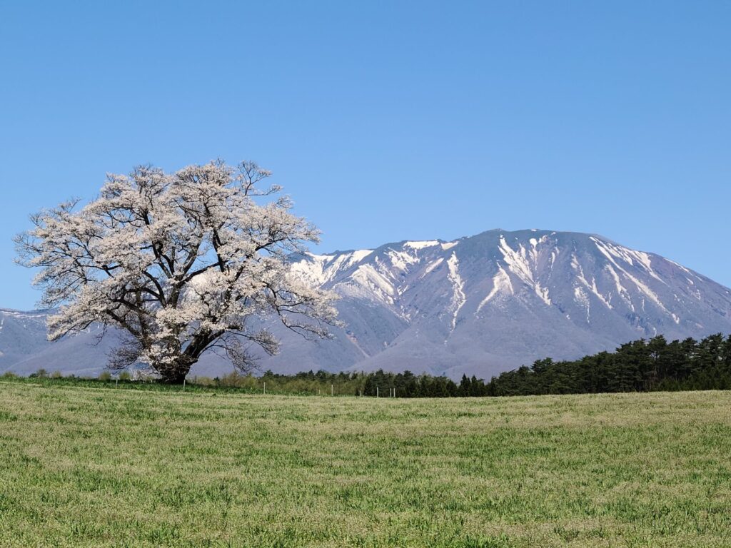 雫石町 小岩井の一本桜 イーハトーブ日和