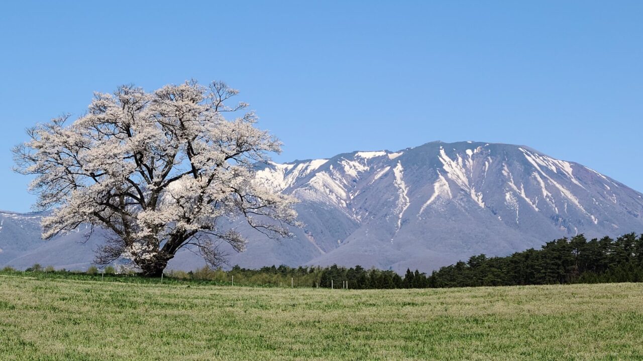 雫石町 小岩井の一本桜 イーハトーブ日和