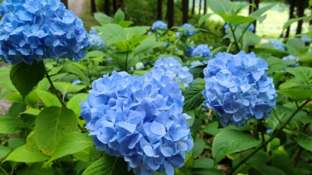 一関市 みちのくあじさい園 イーハトーブ日和